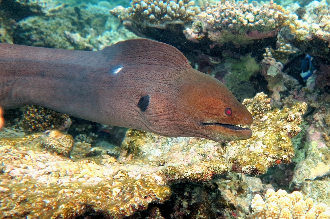 IMG_1232rf_Maldives_Madoogali_House reef_Murene javanaise_Gymnothorax javanicus.jpg